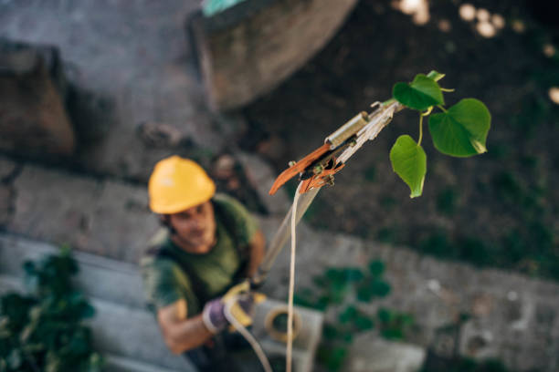 Best Tree Branch Trimming  in Contra Costa Centre, CA